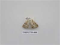 藏品(尺蛾328)的圖片